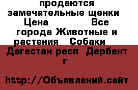 продаются замечательные щенки › Цена ­ 10 000 - Все города Животные и растения » Собаки   . Дагестан респ.,Дербент г.